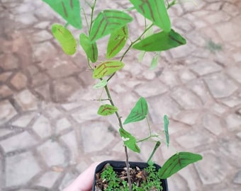 Zeldzame, exotische Christia Obcordata vlinderplant of zwaluwstaartplant. Verse zaden - Gratis verzending met trackingcode.