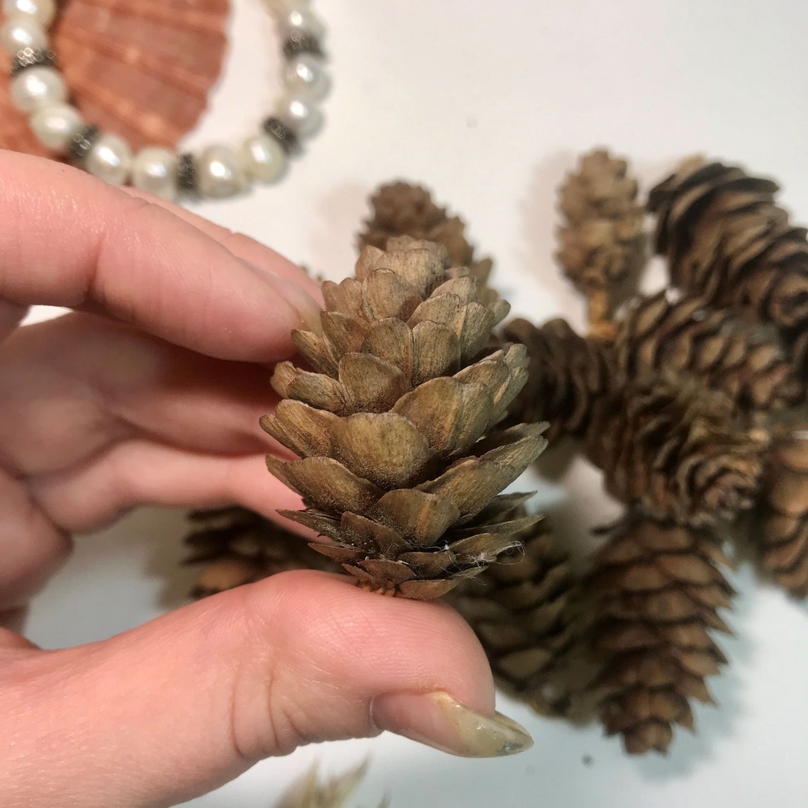 Set 10 natural small Larch cones. Small decorative Larch Etsy