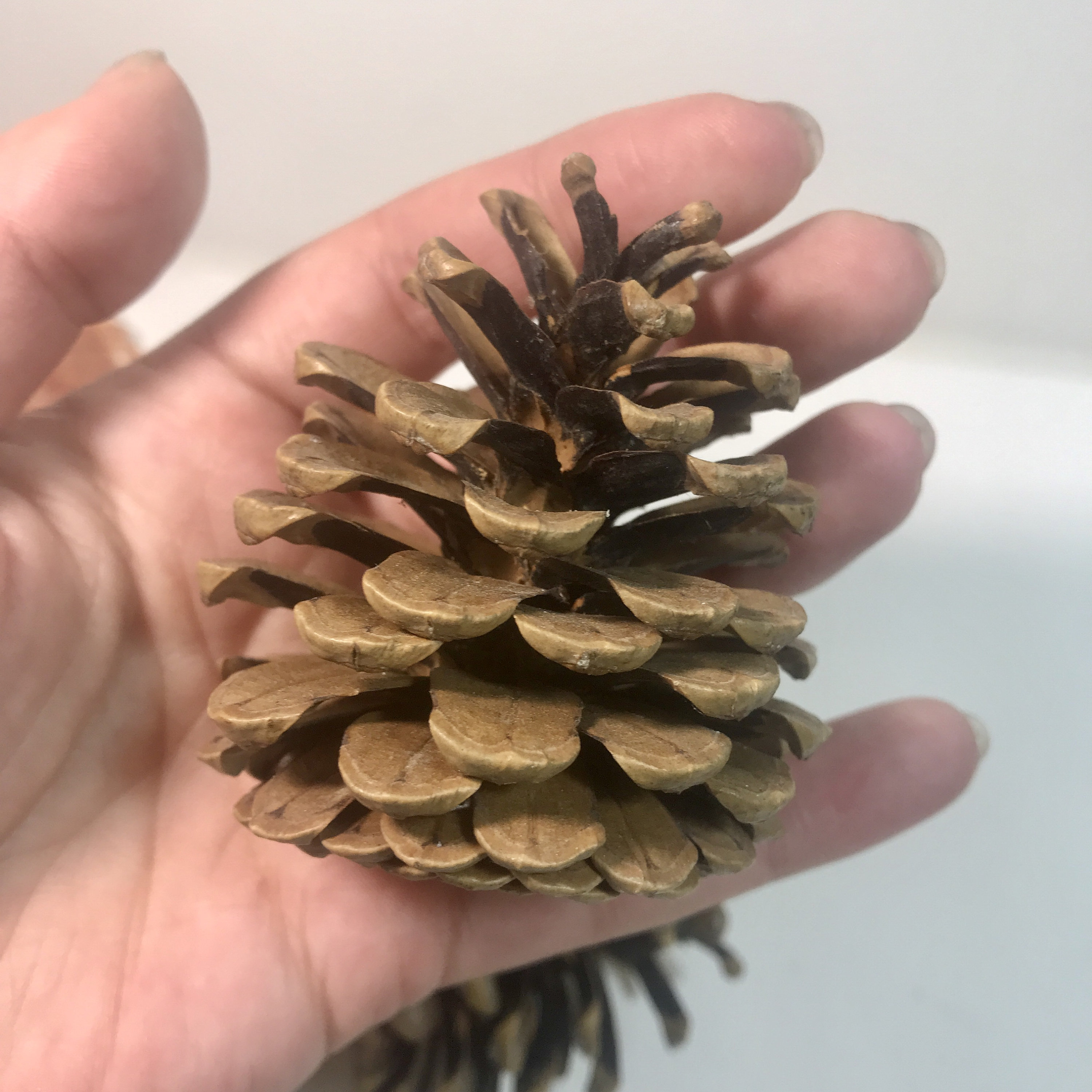 Set 5 Large Pine cones. Large decorative pine cones. Giant Etsy