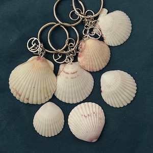 Pode incluir: Seis conchas brancas com acentos rosa e castanhos presas a chaveiros prateados. As conchas estão dispostas em semicírculo sobre um fundo de tecido azul escuro.