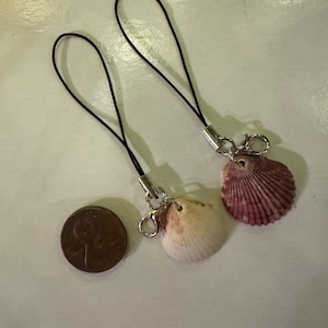 May include: Two black phone charms with seashells attached. The seashells are different colors and sizes. One is a light pink and white seashell, the other is a dark pink seashell.