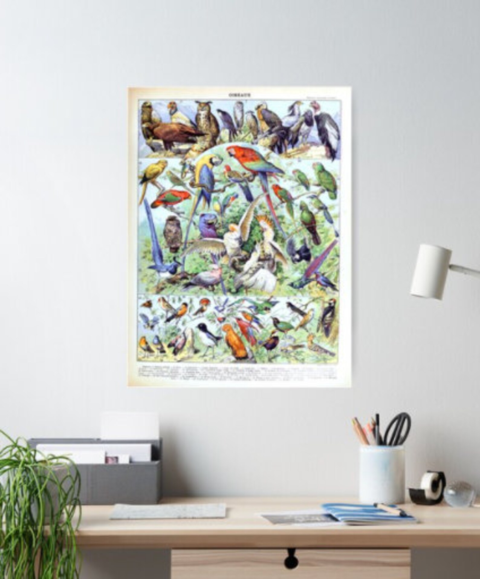 Adolphe Millot Oiseaux A French vintage poster Poster | Etsy