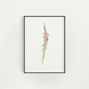 Heather art print, Scottish Wildflowers by Claire Cain, Botanical wall art, Nature Prints, Flowers, Paper Goods, Housewarming Gift