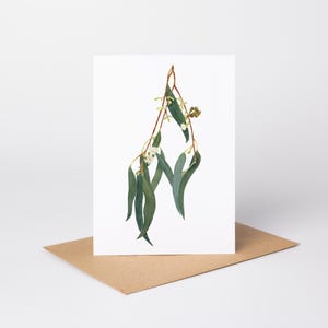 Snow Gum, di Claire Cain, biglietto illustrato, eucalipto, foglie e fiori, biglietto di ringraziamento, dipinto di albero della gomma, acquerello, biglietto vuoto.