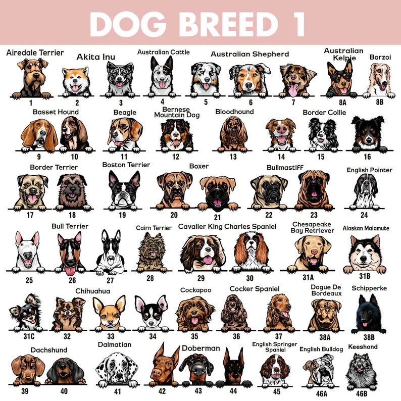 May include: A chart with illustrations of 46 different dog breeds. Each breed is labeled with its name and a number. The chart is organized in rows and columns. The dogs are all facing forward and have their heads peeking over the top of the chart.