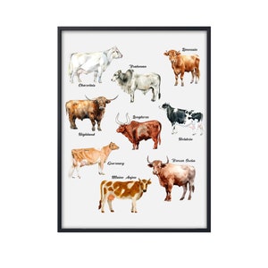 Cow Breeds Print, Watercolor Cow Canvas, Farm Cow Poster,Cow Canvas Wall Art,Cow Poster Art Print Cow Breed Decor,Cow Wall Decor,Cow Drawing