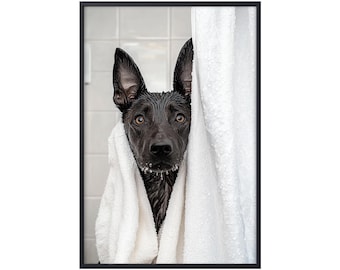 Dutch Shepherd Dog in Bathtub, Shower Dog Bathroom Decor, Dutch Shepherd Dog in Bath, Dog Bathroom Wall Art Poster Gifts, Dog Lover Gifts