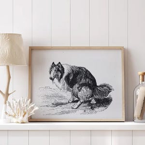 Rough Collie Pooping On The Grass Poster, Rough Collie Leinwand, Rough Collie Wandkunst, Rough Collie Hundedekor, Rough Collie Poster Decor