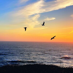 Vogels in Zonsondergang - Digitale Download