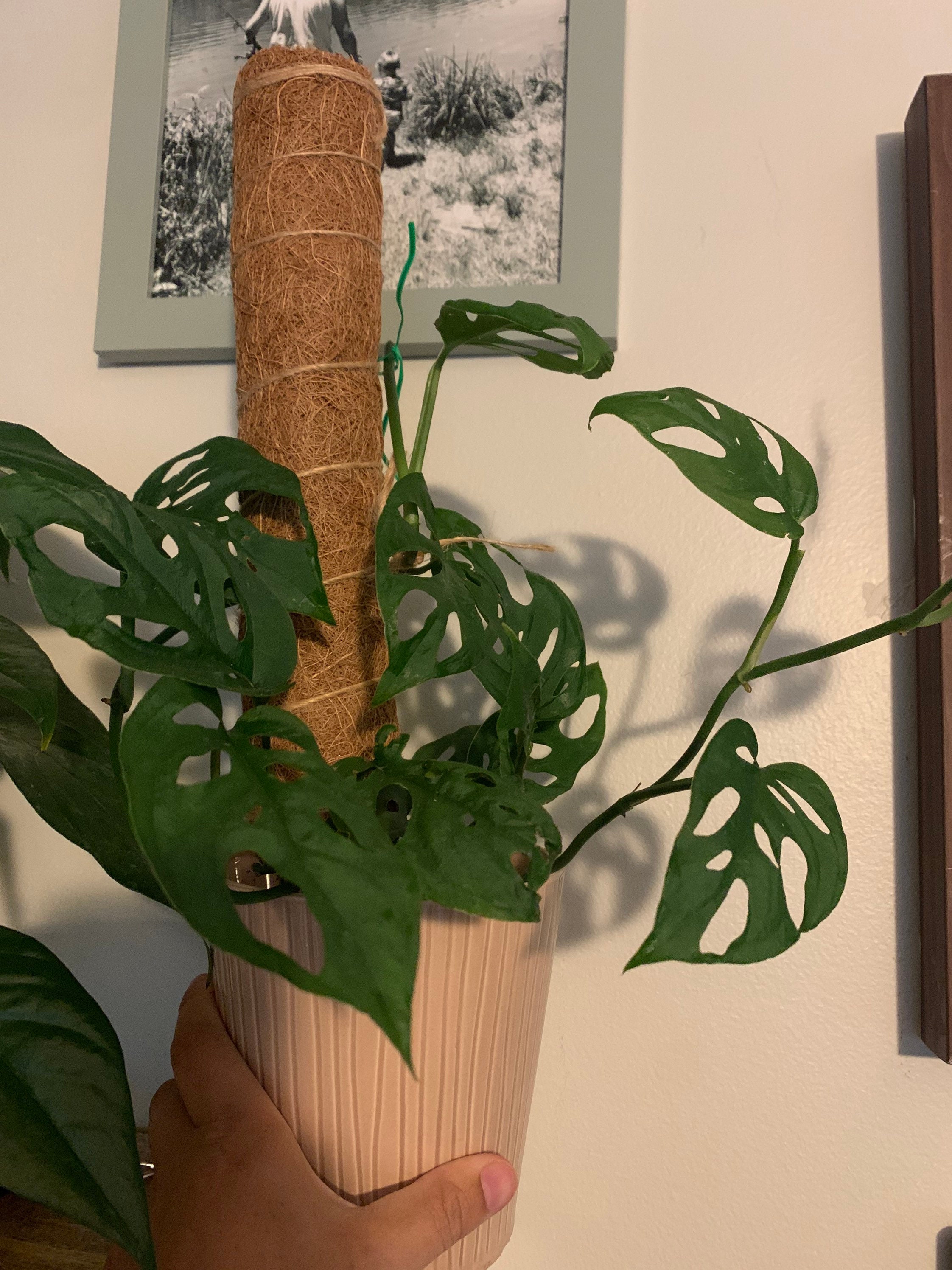 Monstera Deliciosa Swiss Cheese Plant Cuttings Etsy