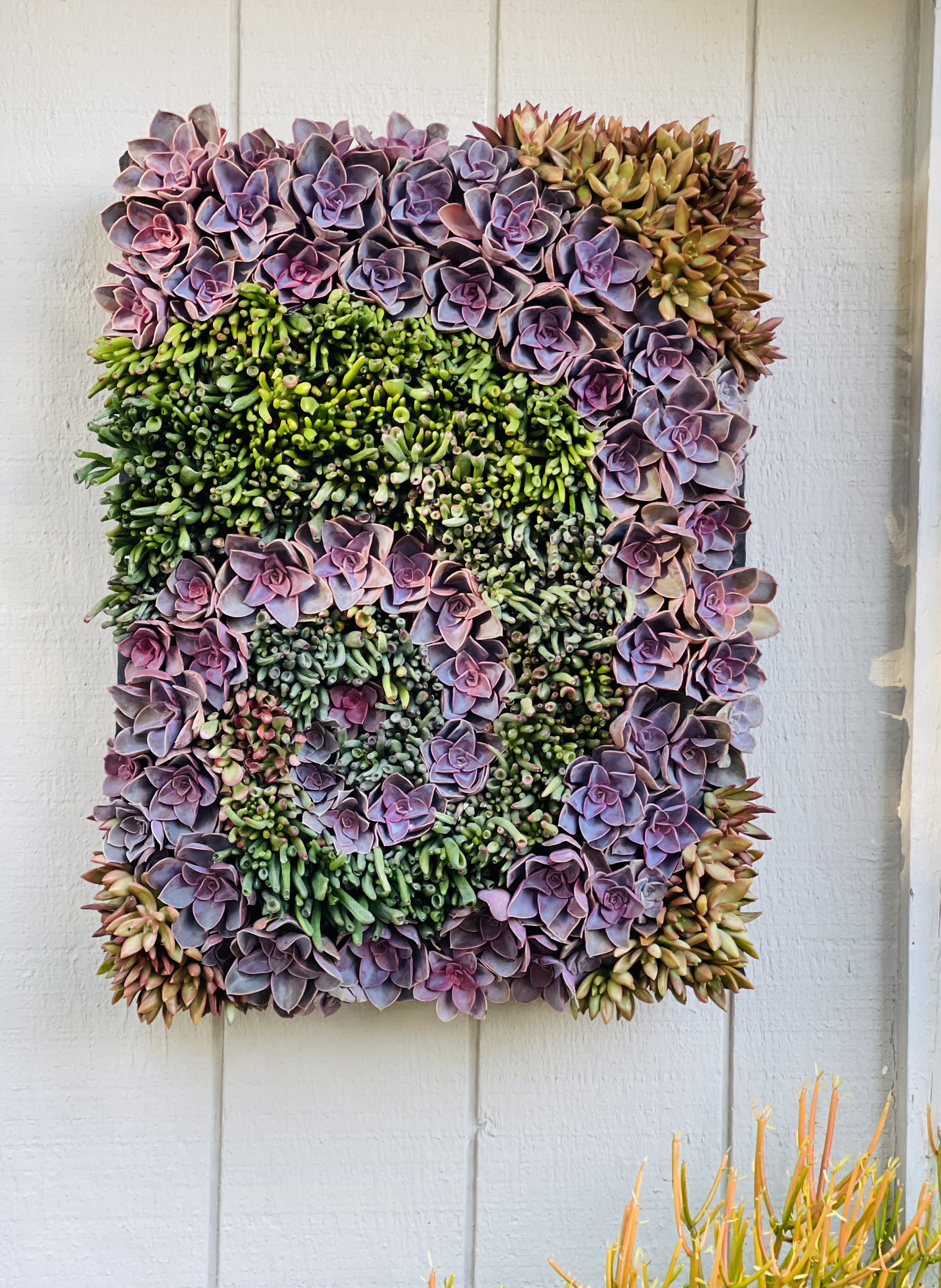 Livingwall/professional/living Art/succulents/patio/succulent - Etsy