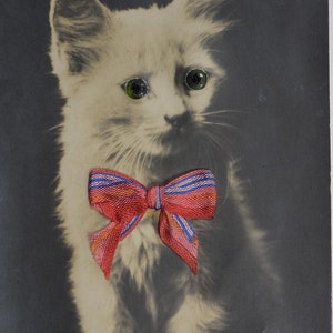 Chat avec des yeux de verre et du vrai ruban - Carte postale vintage (AL)