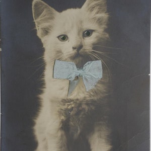 Chat avec des yeux de verre et du vrai ruban - Carte postale vintage (AL)