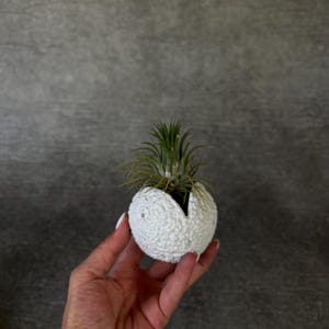 Moon Surface Concrete Air Plant Holder, Lunar Texture Indoor Planter, Crater Design Air Plant Stand, Air Plant Lovers, Tillandsia Display