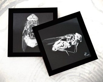 Fliege Bilder Fotografien signiert gerahmt 2 Stück * direkt vom Künstler * Fly I + II * schwarz weiß * gothic dark art Insekten * 20 x 20