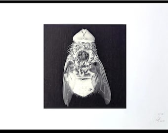 Fliege Makrofotografie * LE direkt vom Künstler * Fly II * Insekten Liebhaber schwarz & weiß * gothic Horror Entomologie * Limitiert! Druck