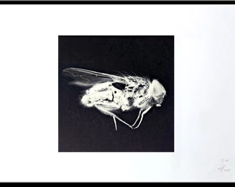 LE Fliege Makrofotografie * direkt vom Künstler * Fly I * Insekten Liebhaber schwarz & weiß * gothic Horror Entomologie * Limitiert! Druck