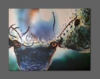 LE 5 prints Granatapfel Fotografie invertiert Makro moderner Druck Alu Dibond Butlerfinish Metalleffekt limitiert semi-abstrakt Blau Grün