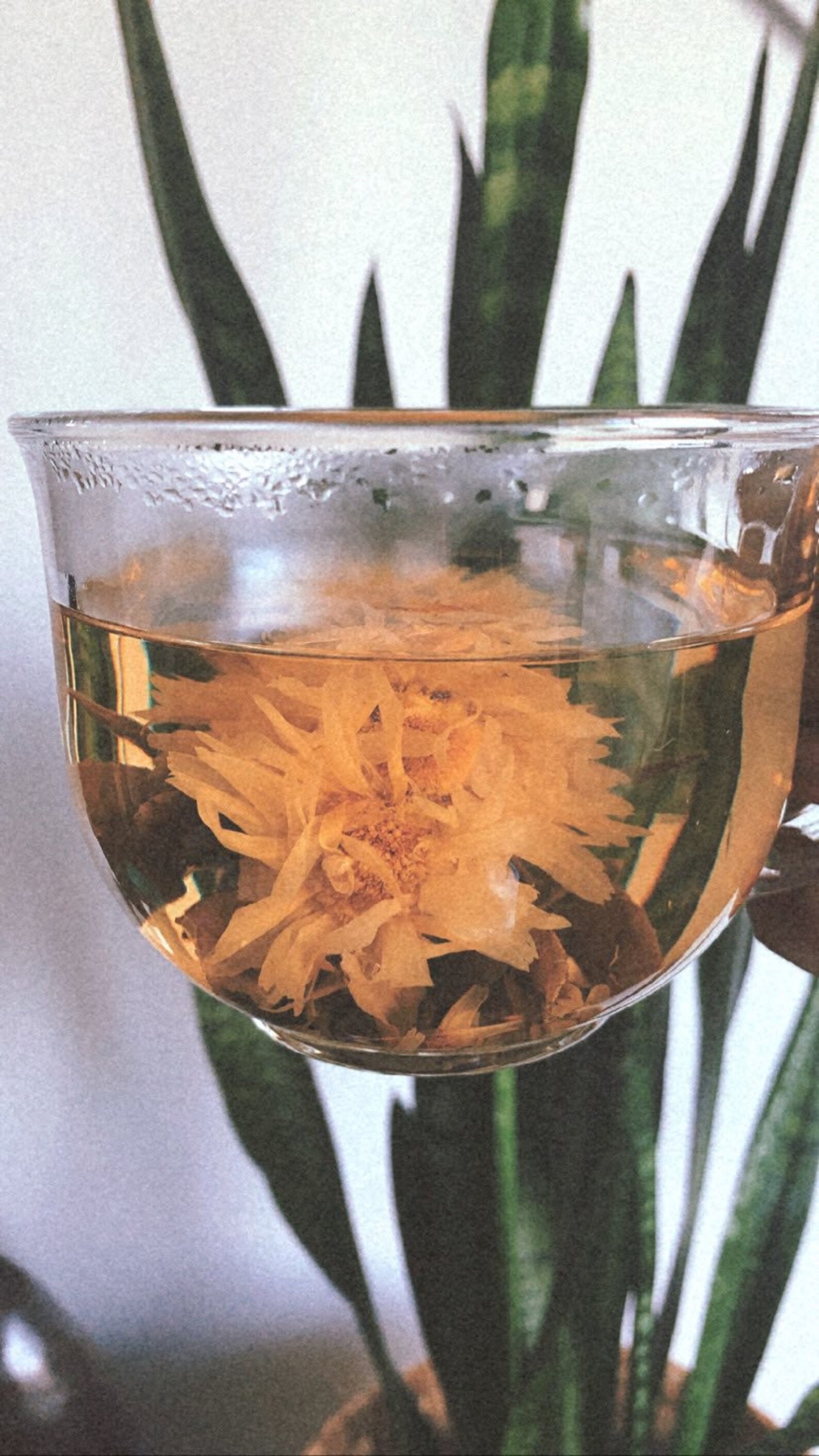 Variety Blooming Lotus Teas Etsy