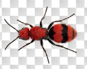 Red Velvet Ant PNG, Transparent Clipart, Cow Killer Wasp Digital Download, Macro Bug Sublimation Design, High Res Art, Junk Journal Ephemera
