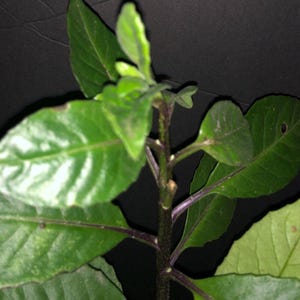 Okinawa spinach / Gynura crepioides 10 cuttings