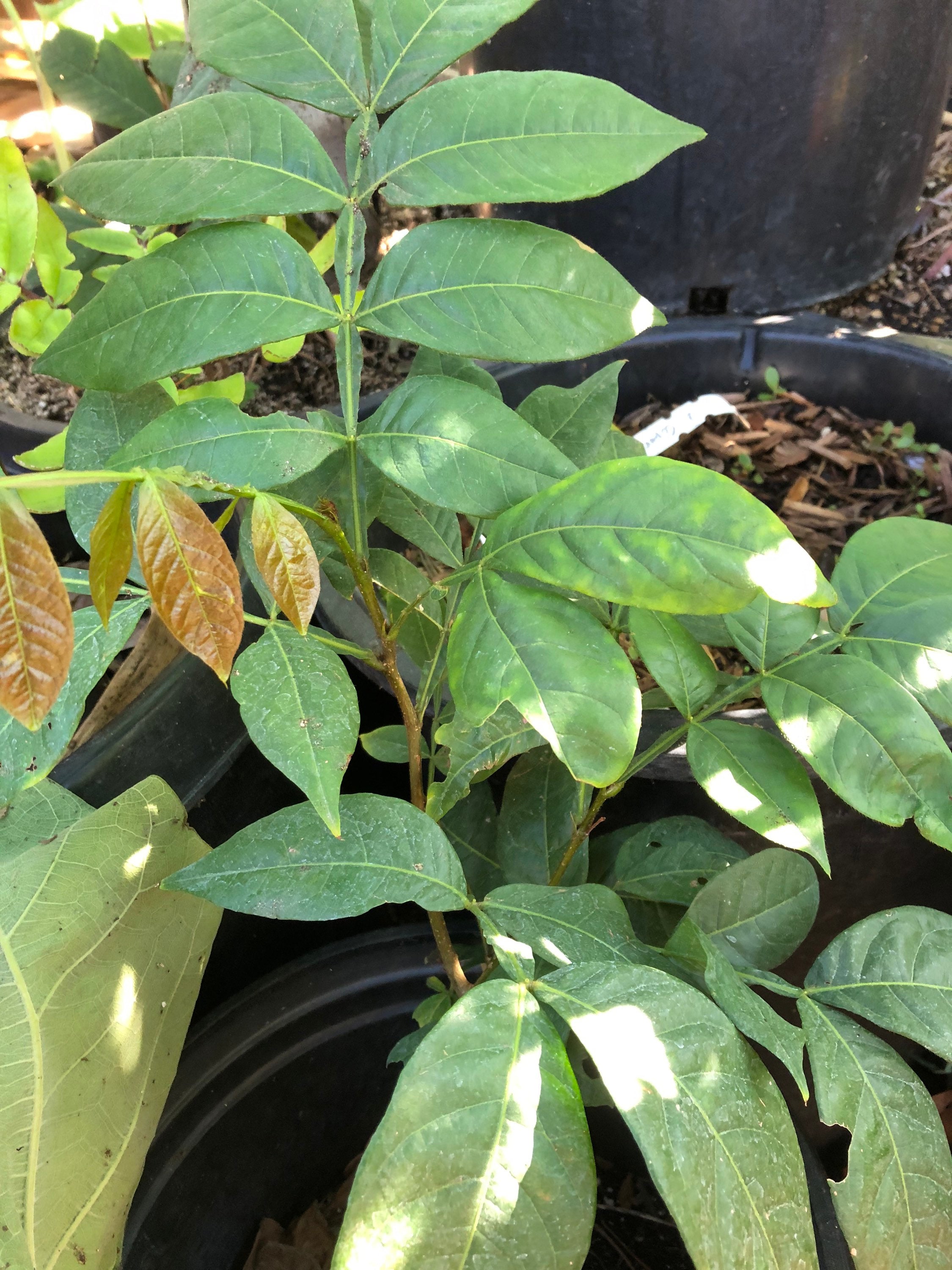 Ice Cream Bean Tree Etsy