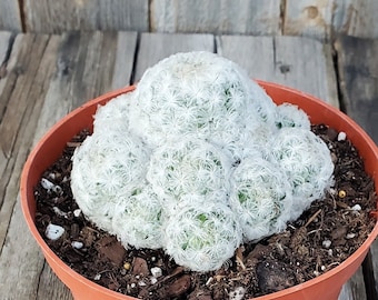 Mammillaria Plumosa