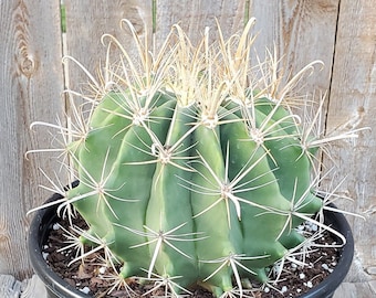 Ferocactus Wislizeni - Yellow Spine