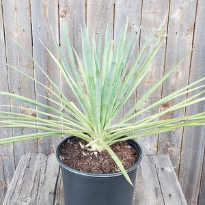 Yucca Rigida &#39;Blue Sentry&#39; Blue Yucca