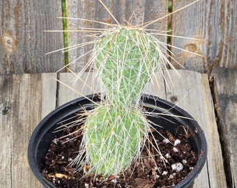 Opuntia Polycantha Va. Erinacea