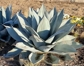 Agave Ovatifolia 'Frosty Blue'