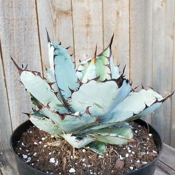 Agave Titanota 'Black and Blue'