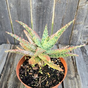 May include: A succulent plant with variegated green and orange-tinted leaves featuring serrated edges. The plant is potted in a simple, round, terracotta-colored plastic container filled with dark, textured potting soil and small wood chips.