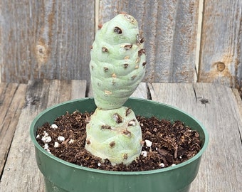 Tephrocactus articulatus var. Strobiliformis