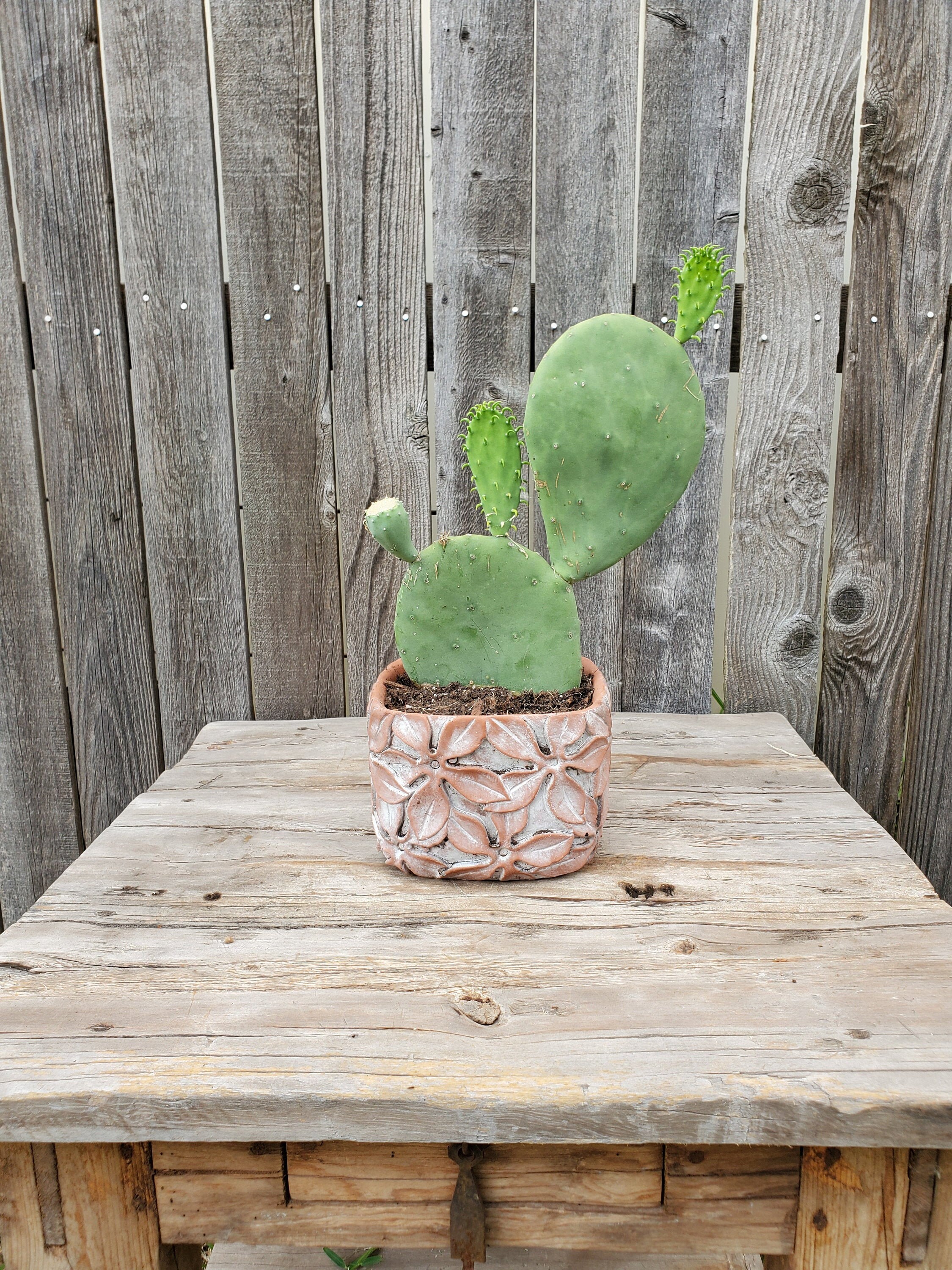 Opuntia Ellisiana Spineless Prickly Pear Cactus Fully Rooted Etsy