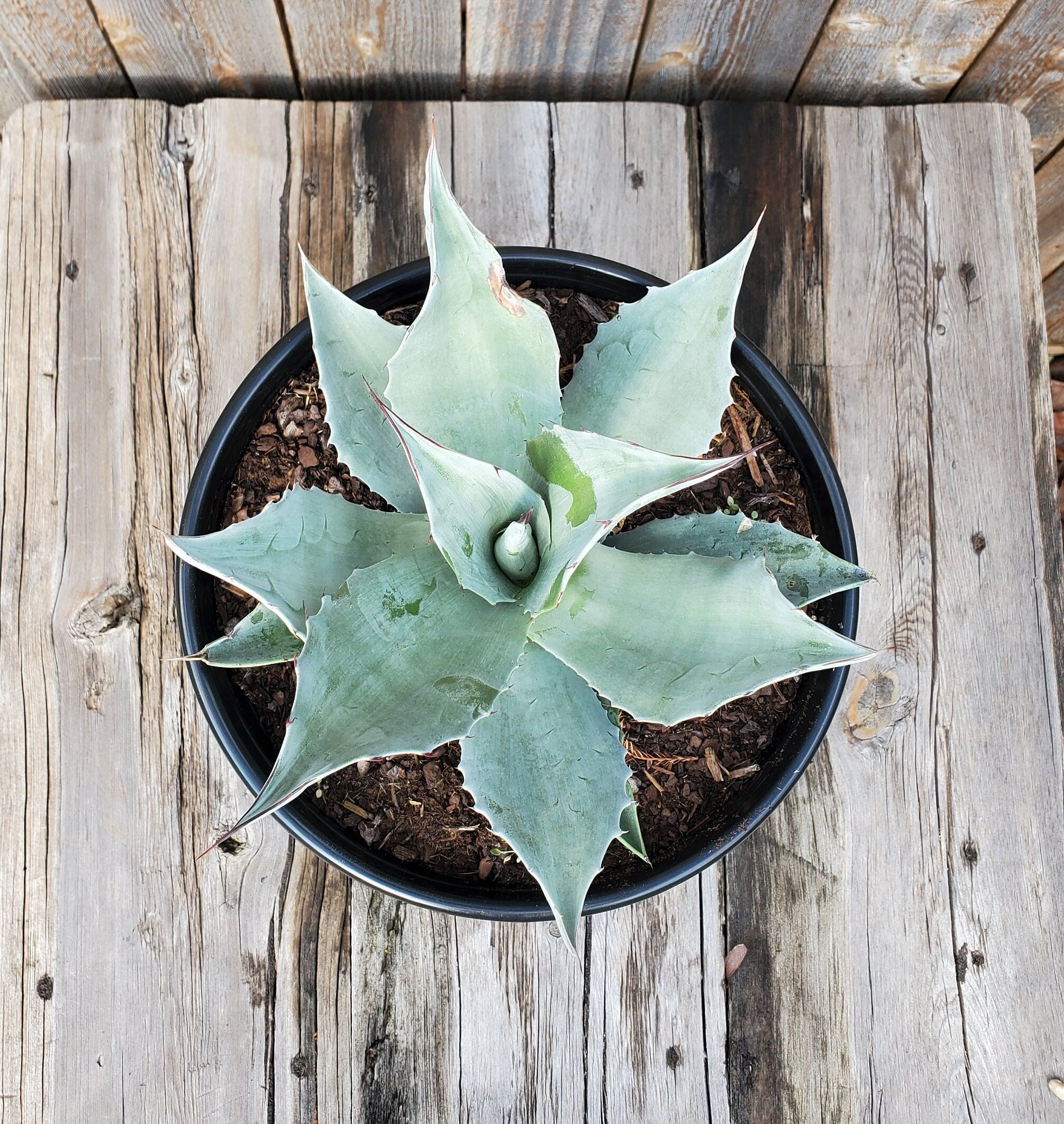 Agave ovatifolia 'Killer' | Killer Whale Tongue Century Plant