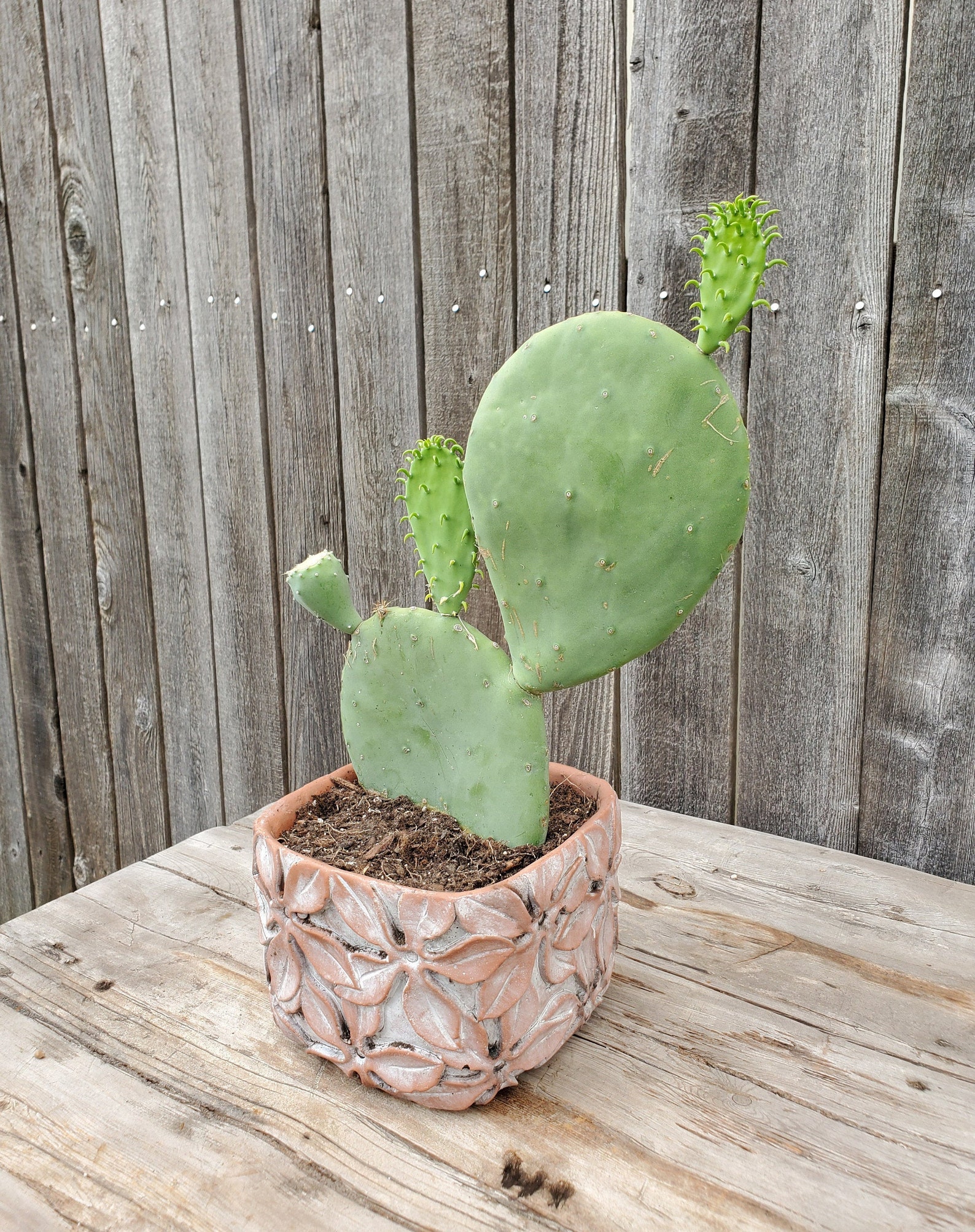 Opuntia Ellisiana Spineless Prickly Pear Cactus Fully Rooted Etsy