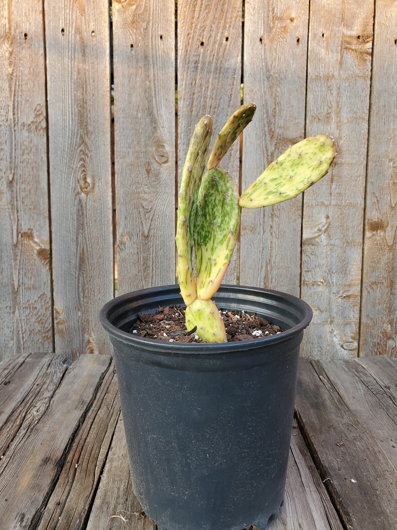 Opuntia Sunburst Variegated Prickly Pear Cactus Etsy