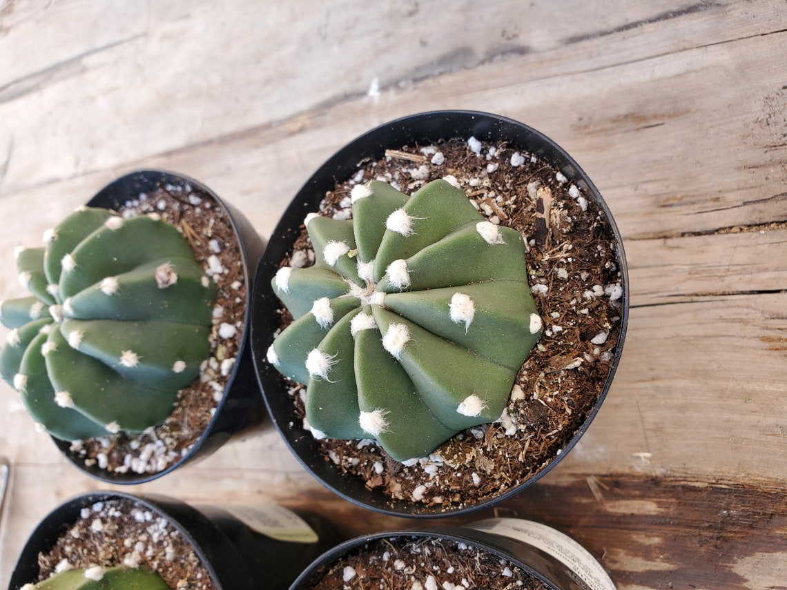 domino cactus domino cactus