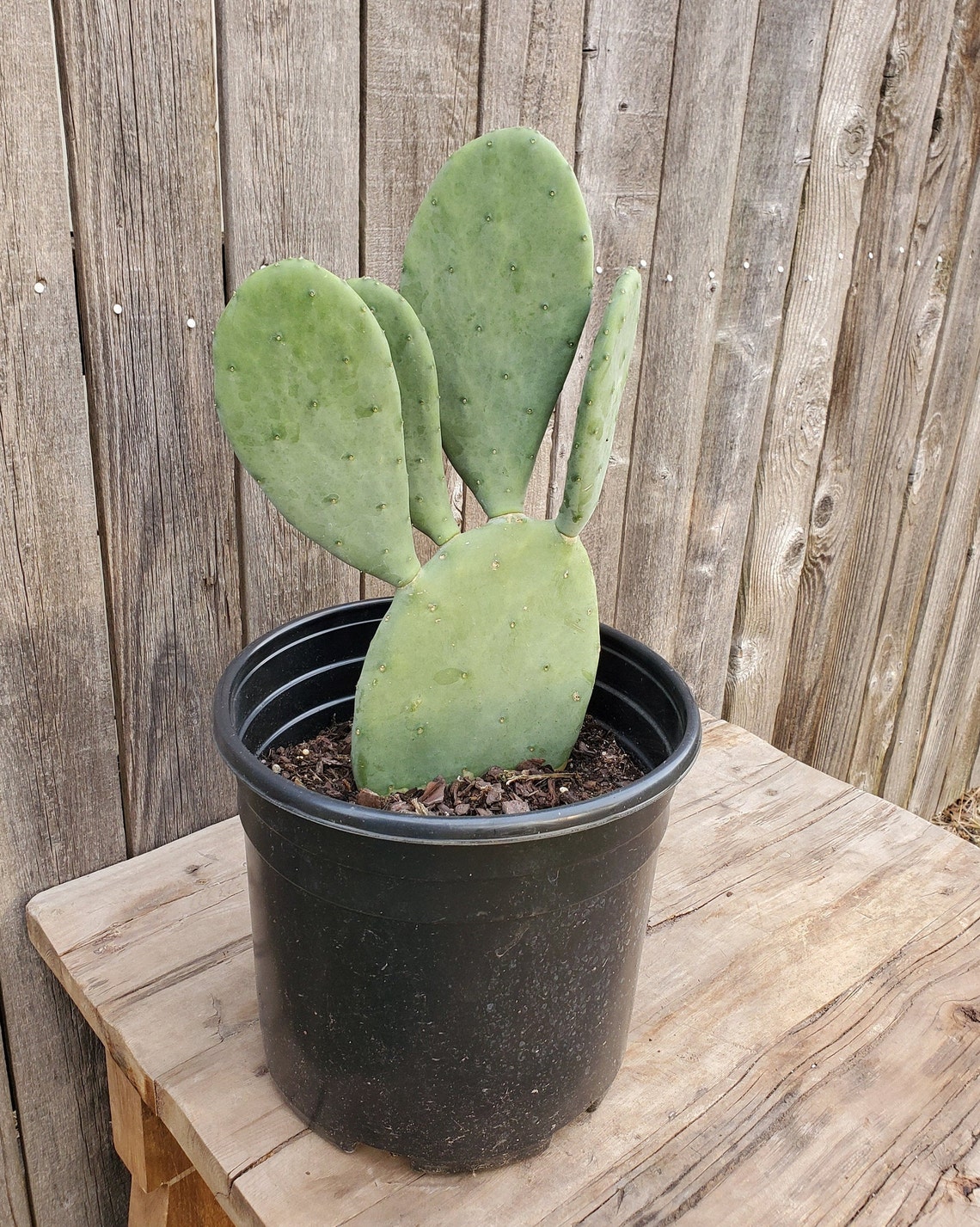 Opuntia Ellisiana Spineless Prickly Pear Cactus Fully Rooted Etsy