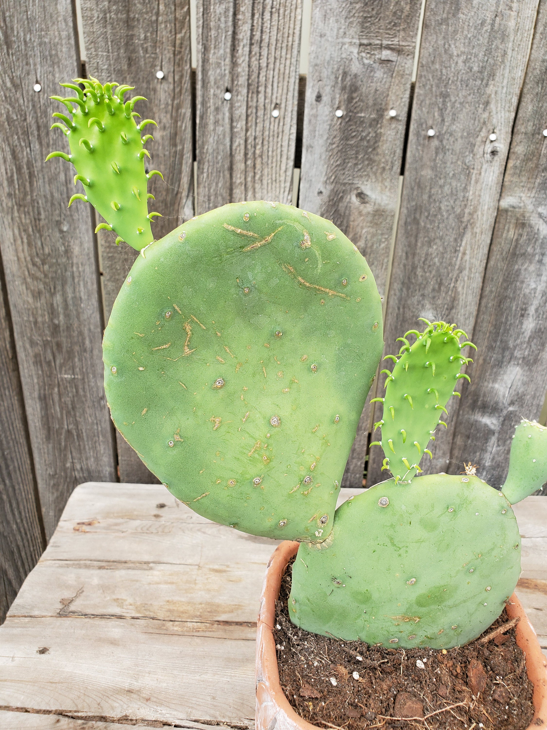 Opuntia Ellisiana Spineless Prickly Pear Cactus Fully Rooted Etsy