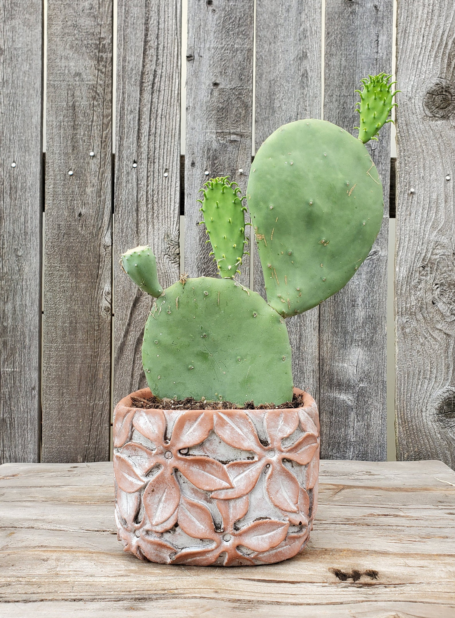 Opuntia Ellisiana Spineless Prickly Pear Cactus Fully Rooted Etsy