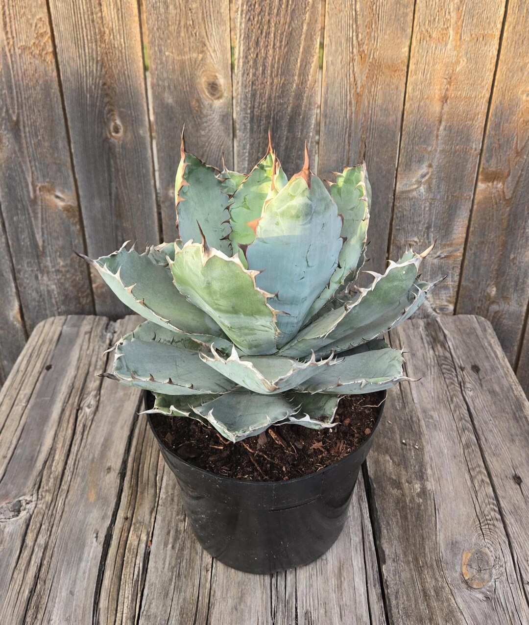 Agave titanota FO-076 Sierra Mixteca, Oaxaca, Mexico.