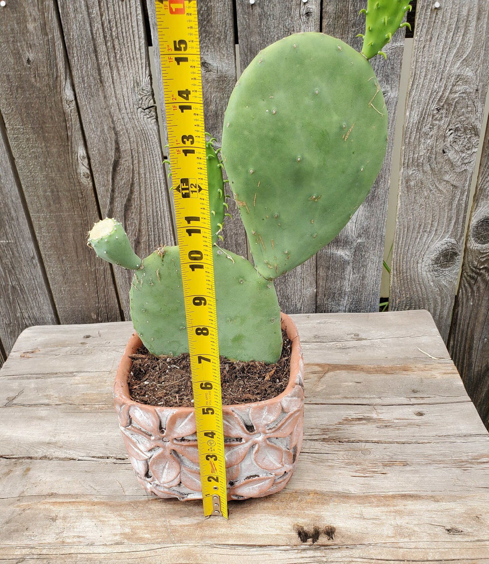 Opuntia Ellisiana Spineless Prickly Pear Cactus Fully Rooted Etsy