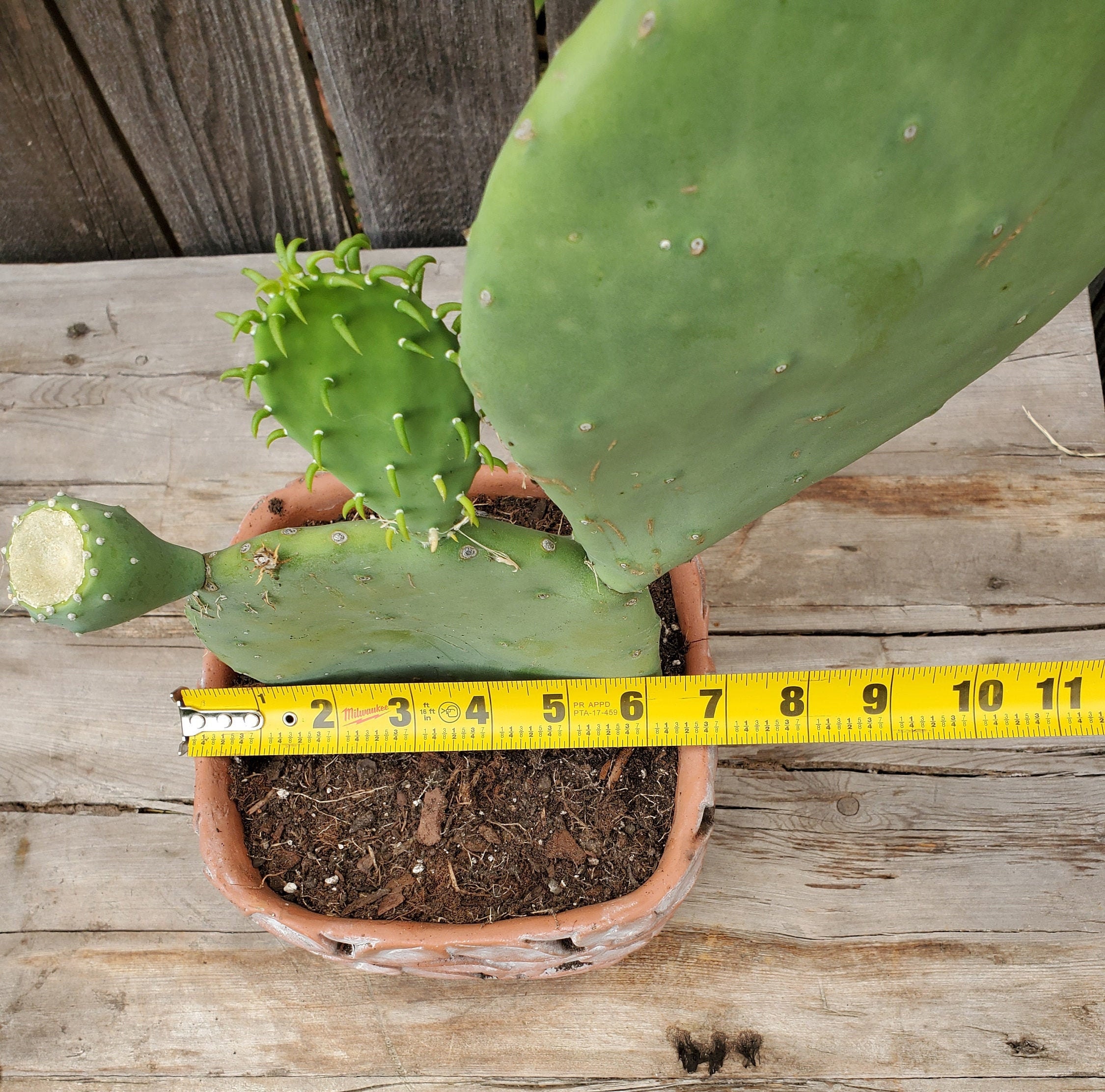 Opuntia Ellisiana Spineless Prickly Pear Cactus Fully Rooted Etsy