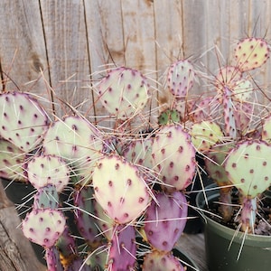 Opuntia Violacea var. Macrocentra 1-Pad