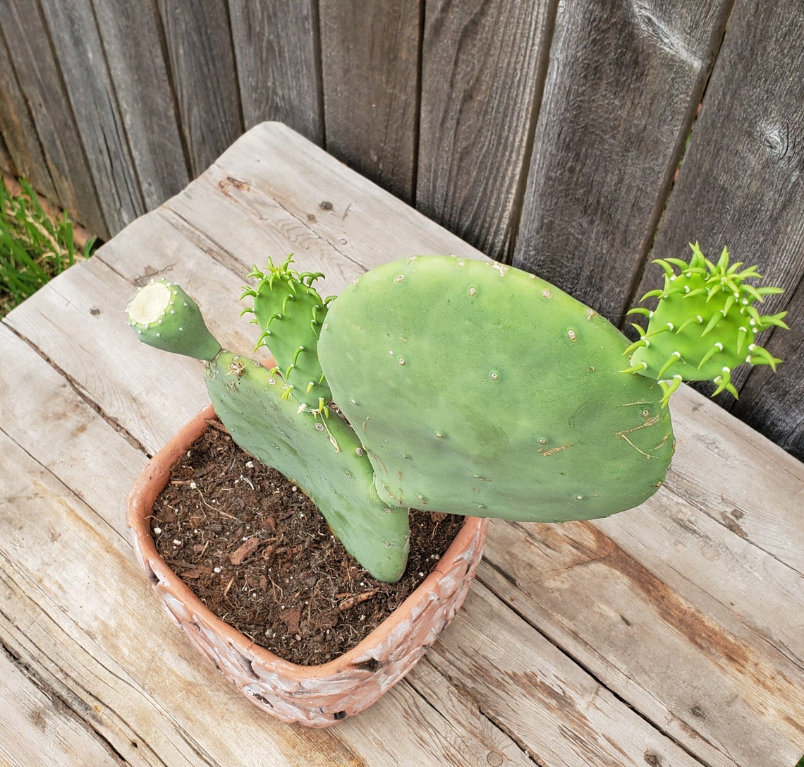 Opuntia Ellisiana Spineless Prickly Pear Cactus Fully Rooted Etsy