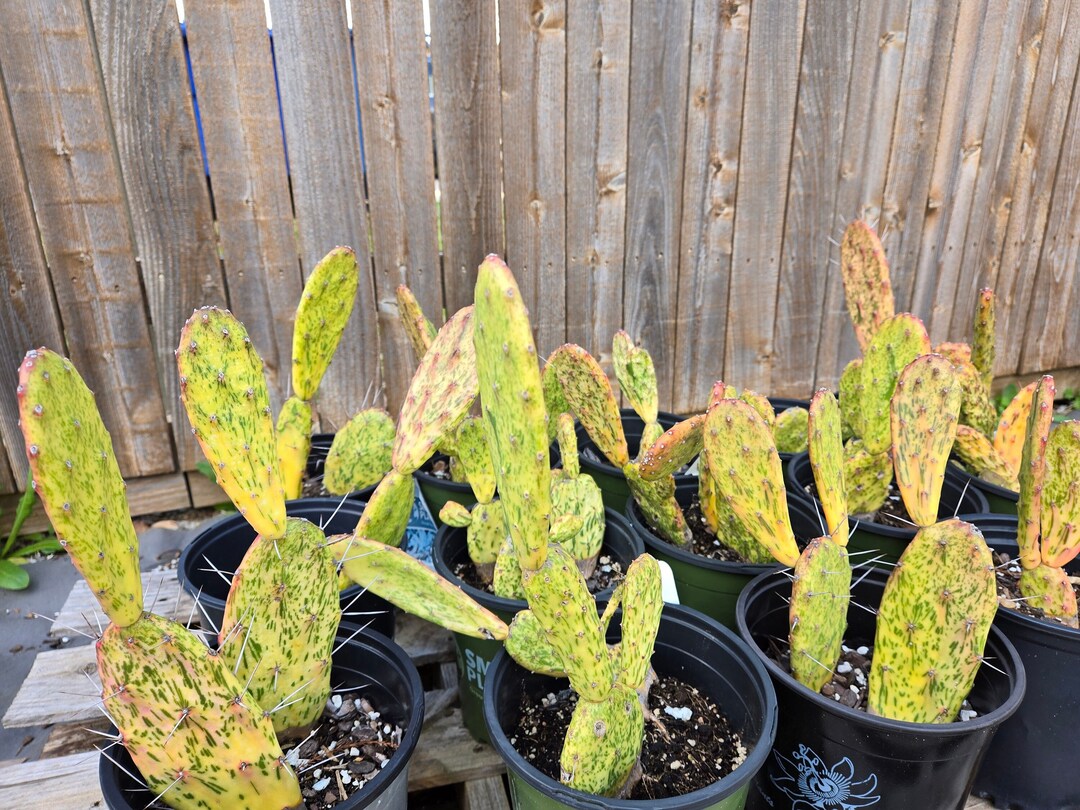 Opuntia Sunburst Variegated 1 Pad Etsy