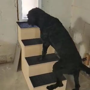 May include: A black dog climbs a set of beige wooden steps leading to a small white pet door. The steps have black, textured treads. The dog is in the process of climbing the stairs.