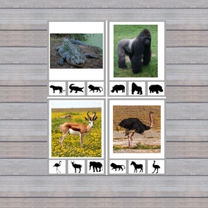 May include: A matching game featuring images of a crocodile, gorilla, springbok, and ostrich, along with their corresponding silhouettes.